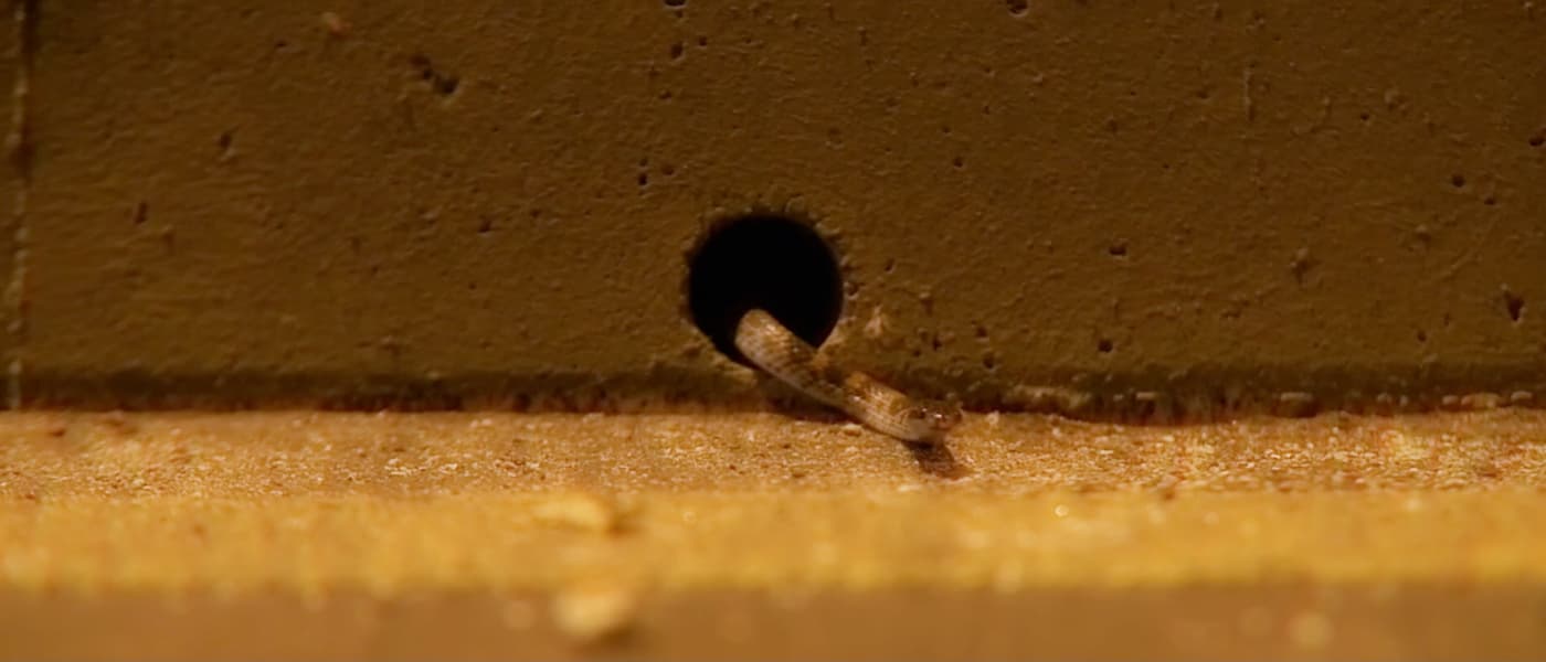 8 Ball - 城市獵人 [Official Music Video]